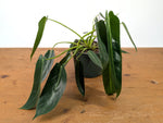 Philodendron Spiritus Sancti