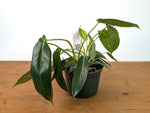 Philodendron Spiritus Sancti
