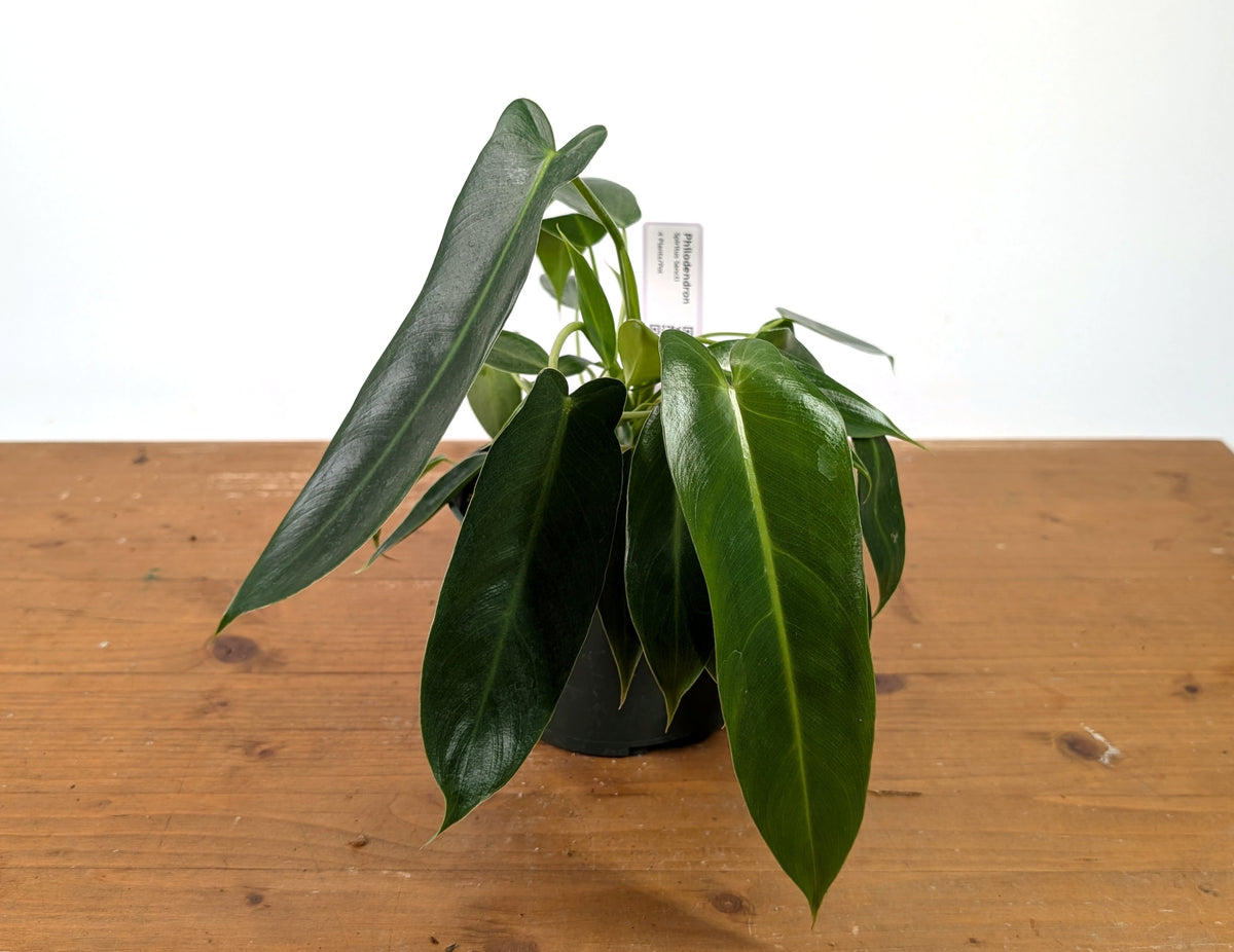 Philodendron Spiritus Sancti