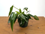 Philodendron Spiritus Sancti