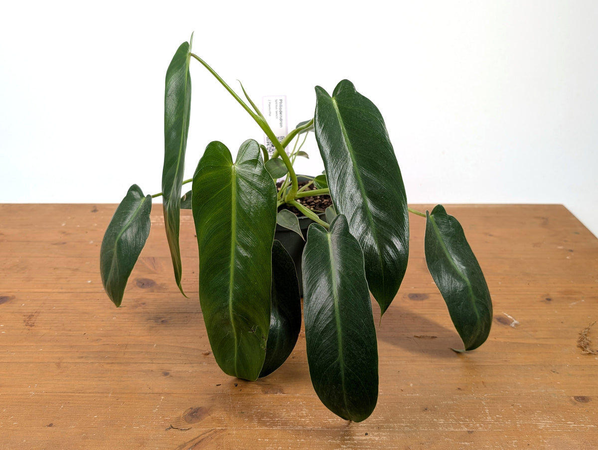 Philodendron Spiritus Sancti