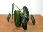 Philodendron Spiritus Sancti