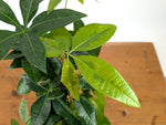 Money Tree Aurea Variegated - Exact Plant in 4" Pot #27A