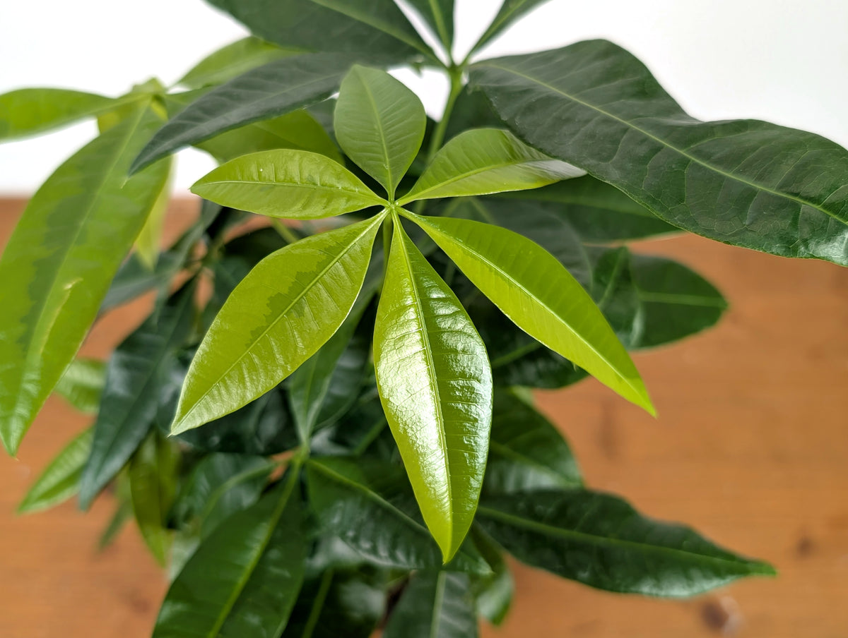 Money Tree Aurea Variegated - Exact Plant in 4" Pot #27A