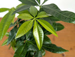 Money Tree Aurea Variegated - Exact Plant in 4" Pot #27A