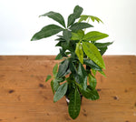 Money Tree Aurea Variegated - Exact Plant in 4" Pot #27A