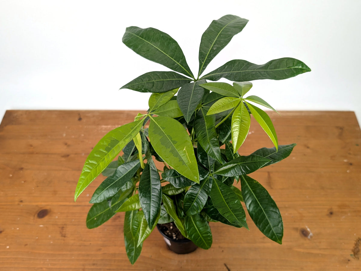 Money Tree Aurea Variegated - Exact Plant in 4" Pot #27A