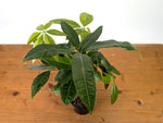 Money Tree Aurea Variegated - Exact Plant in 4" Pot #27A