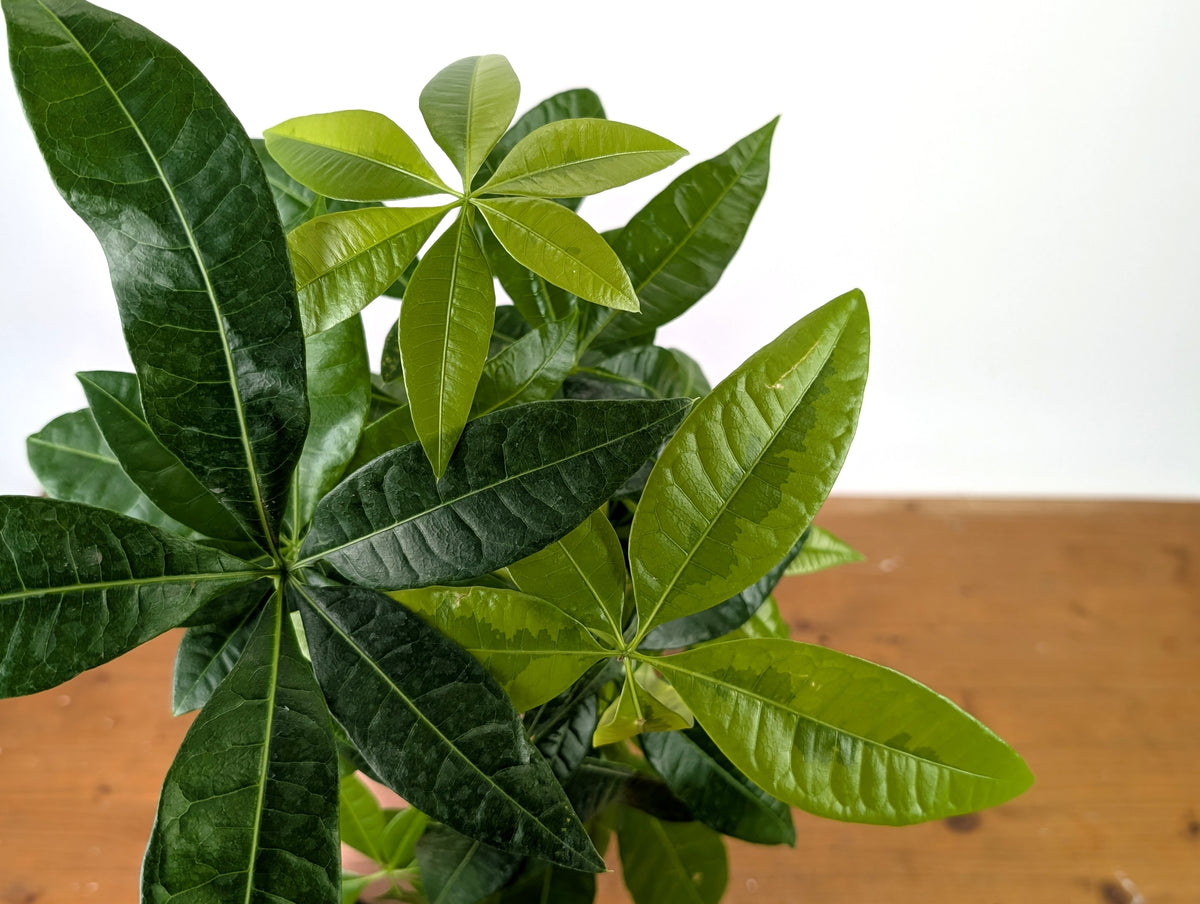Money Tree Aurea Variegated - Exact Plant in 4" Pot #27A
