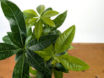 Money Tree Aurea Variegated - Exact Plant in 4" Pot #27A