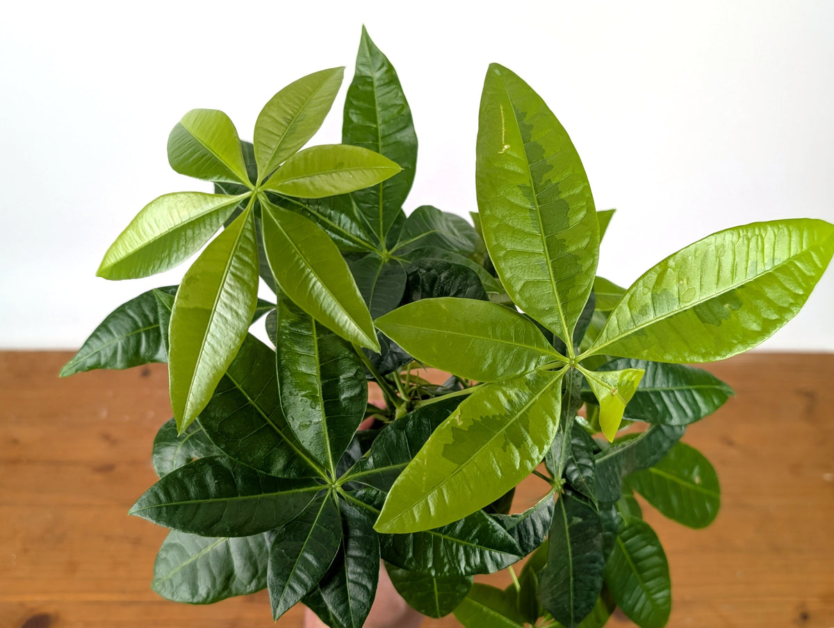 Money Tree Aurea Variegated - Exact Plant in 4" Pot #27A