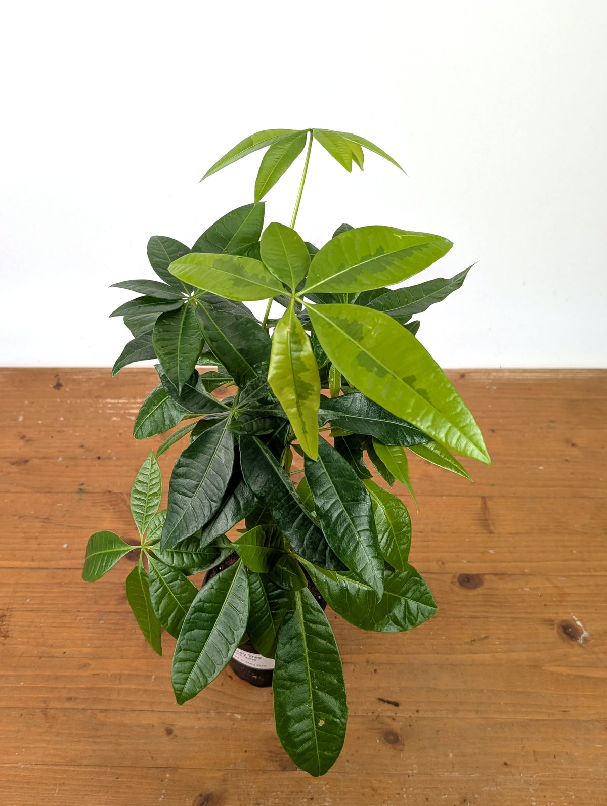 Money Tree Aurea Variegated - Exact Plant in 4" Pot #27A