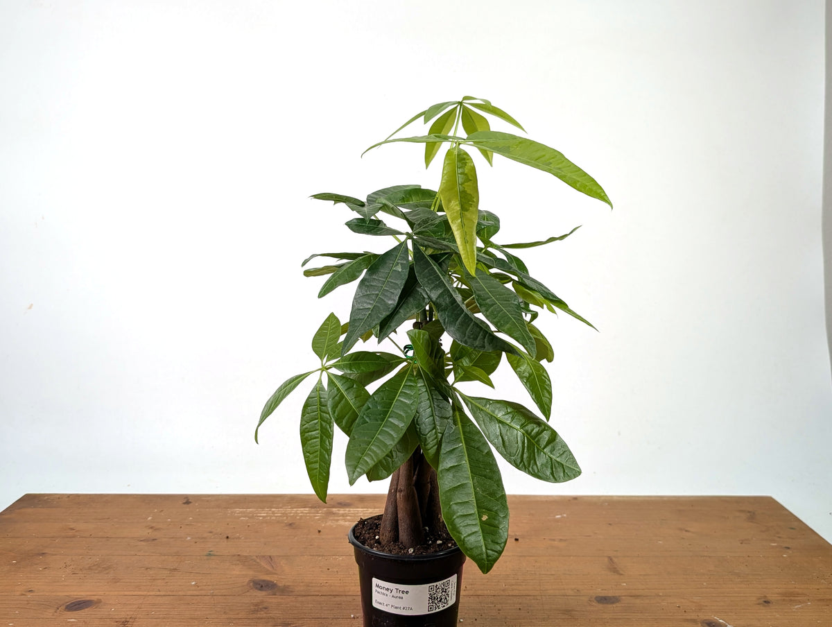 Money Tree Aurea Variegated - Exact Plant in 4" Pot #27A