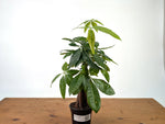 Money Tree Aurea Variegated - Exact Plant in 4" Pot #27A