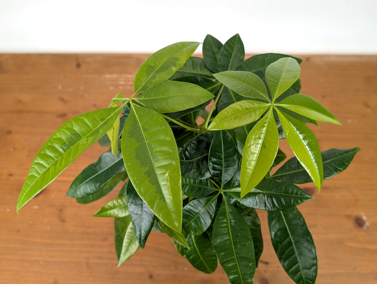 Money Tree Aurea Variegated - Exact Plant in 4" Pot #27A