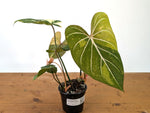 Philodendron Gloriosum Variegated 2 Growth Points - EXACT Plant #27A - 4" Pot