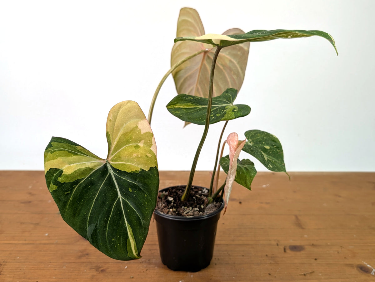 Philodendron Gloriosum Variegated 2 Growth Points - EXACT Plant #27A - 4" Pot