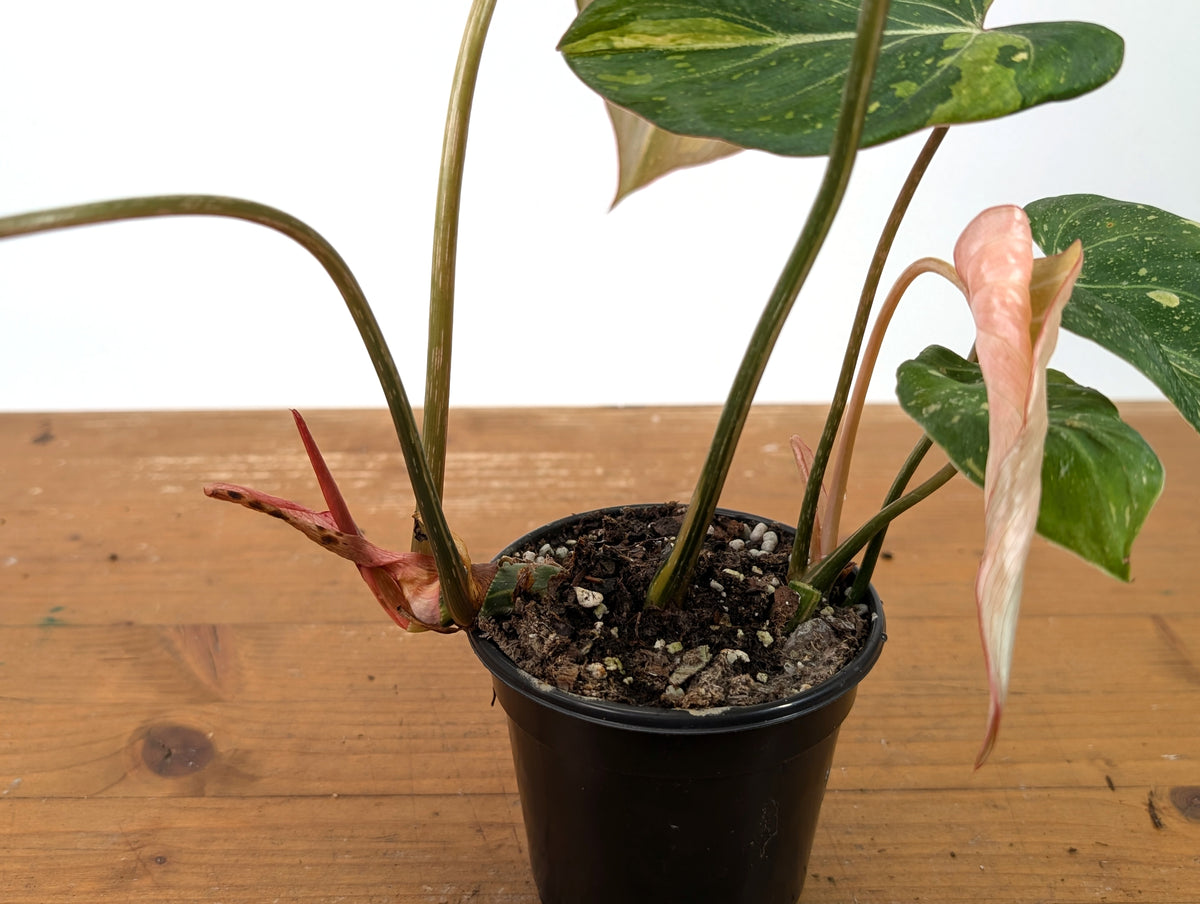 Philodendron Gloriosum Variegated 2 Growth Points - EXACT Plant #27A - 4" Pot