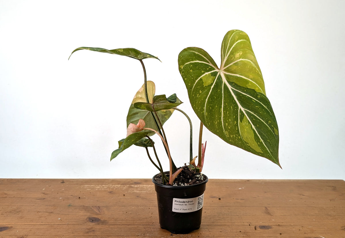 Philodendron Gloriosum Variegated 2 Growth Points - EXACT Plant #27A - 4" Pot