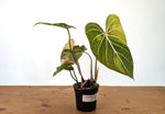 Philodendron Gloriosum Variegated 2 Growth Points - EXACT Plant #27A - 4" Pot