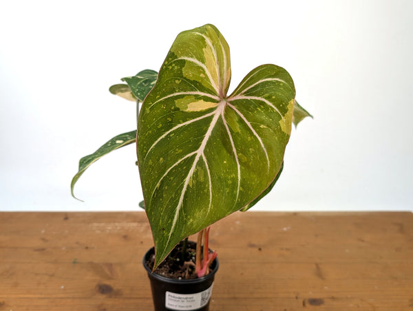Philodendron Gloriosum Variegated - EXACT Plant #27B - 4" Pot