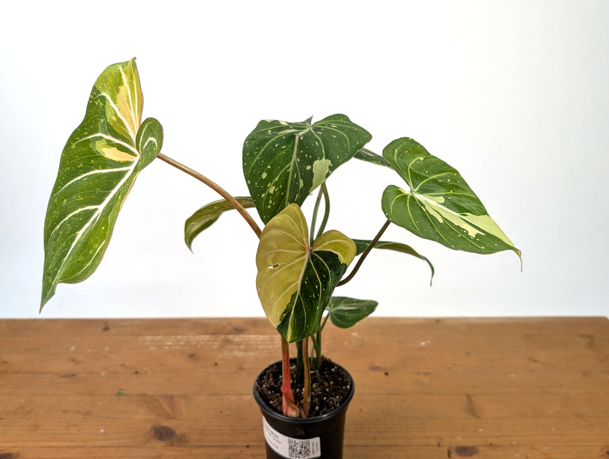 Philodendron Gloriosum Variegated - EXACT Plant #27B - 4" Pot