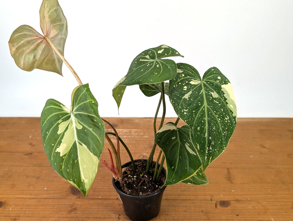 Philodendron Gloriosum Variegated - EXACT Plant #27B - 4" Pot