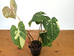 Philodendron Gloriosum Variegated - EXACT Plant #27B - 4" Pot