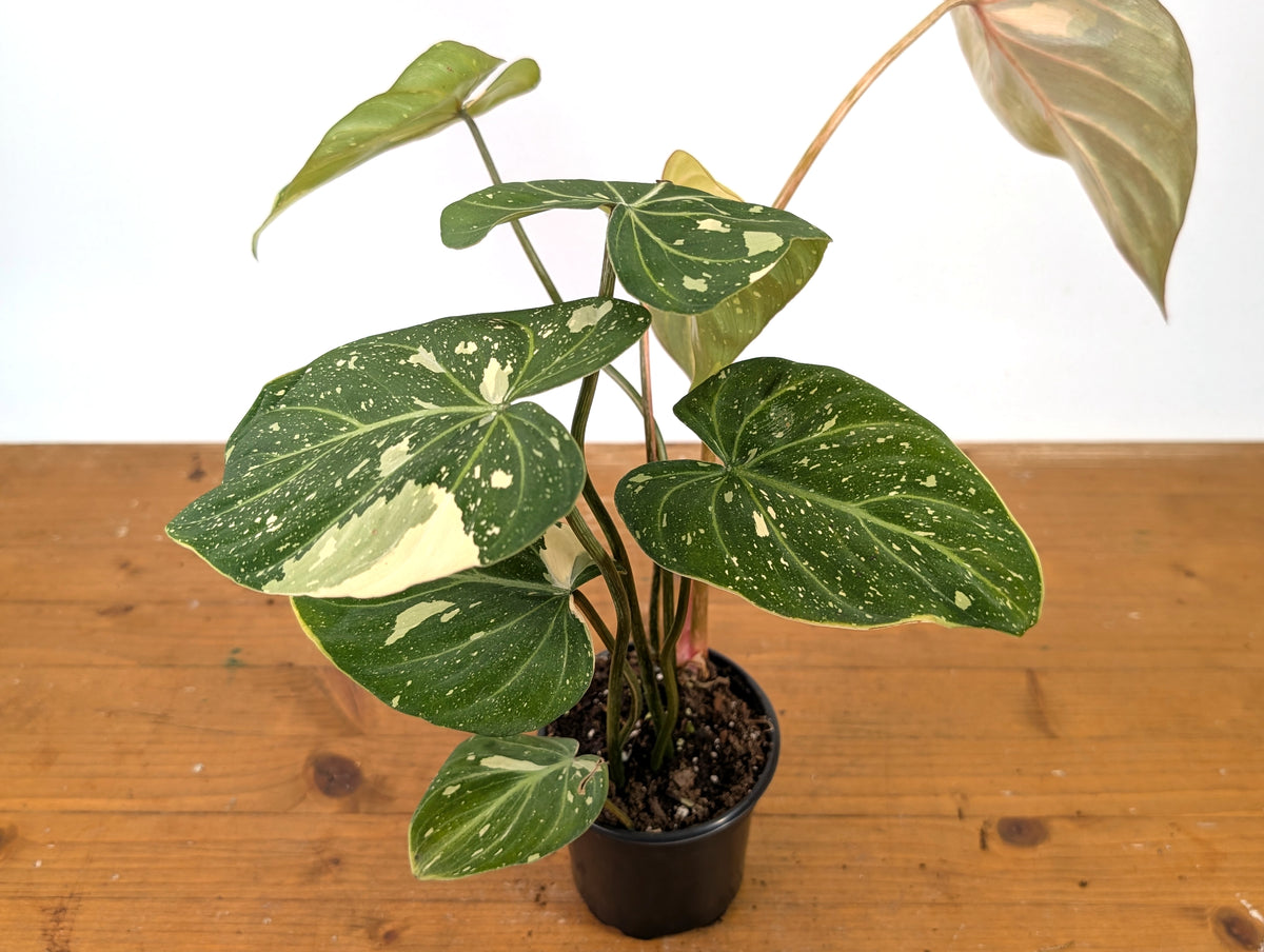 Philodendron Gloriosum Variegated - EXACT Plant #27B - 4" Pot