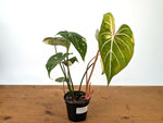 Philodendron Gloriosum Variegated - EXACT Plant #27B - 4" Pot