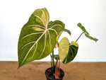 Philodendron Gloriosum Variegated - EXACT Plant #27B - 4" Pot