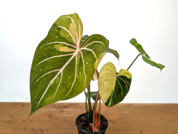 Philodendron Gloriosum Variegated - EXACT Plant #27B - 4" Pot