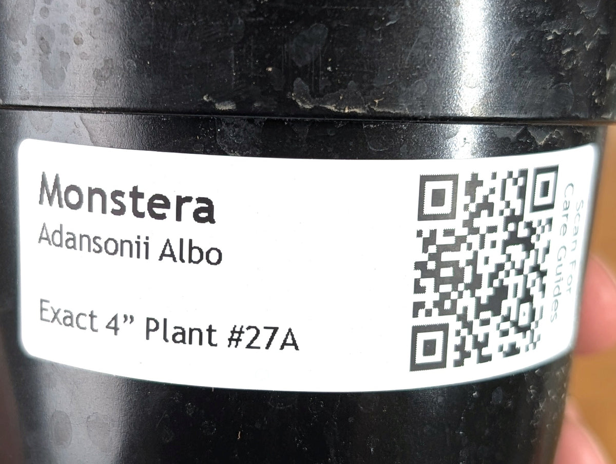 Monstera Adansonii Albo - Exact Plant in 4" Pot - #27A