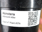 Monstera Adansonii Albo - Exact Plant in 4" Pot - #27A