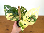Monstera Adansonii Albo - Exact Plant in 4" Pot - #27A