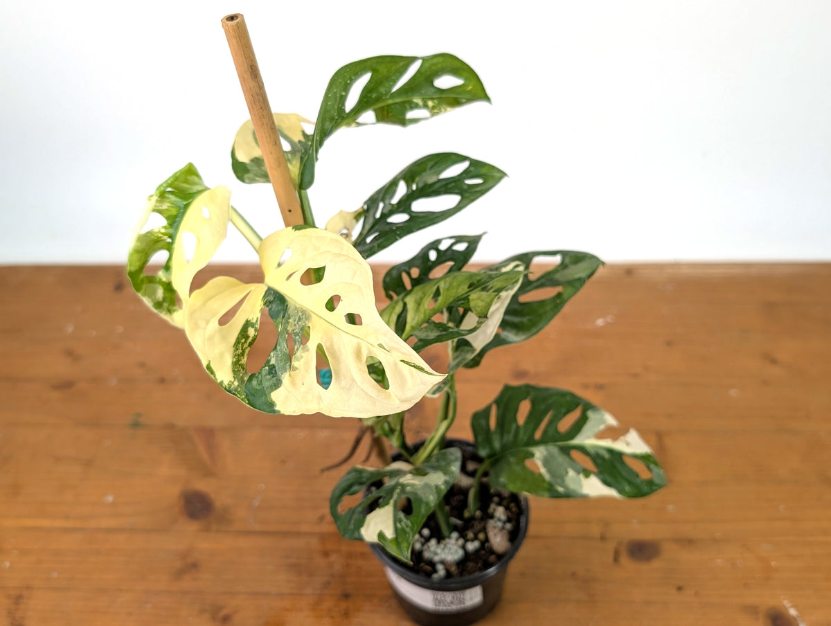 Monstera Adansonii Albo - Exact Plant in 4" Pot - #27A