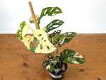 Monstera Adansonii Albo - Exact Plant in 4" Pot - #27A