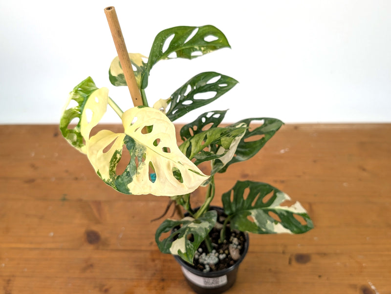 Monstera Adansonii Albo - Exact Plant in 4" Pot - #27A