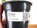 Monstera Adansonii Albo - Exact Plant in 4" Pot - #27B