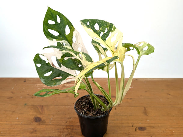 Monstera Adansonii Albo - Exact Plant in 4" Pot - #27B