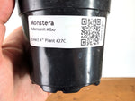 Monstera Adansonii Albo - Exact Plant in 4" Pot - #27C