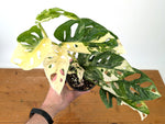 Monstera Adansonii Albo - Exact Plant in 4" Pot - #27C
