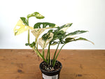 Monstera Adansonii Albo - Exact Plant in 4" Pot - #27C