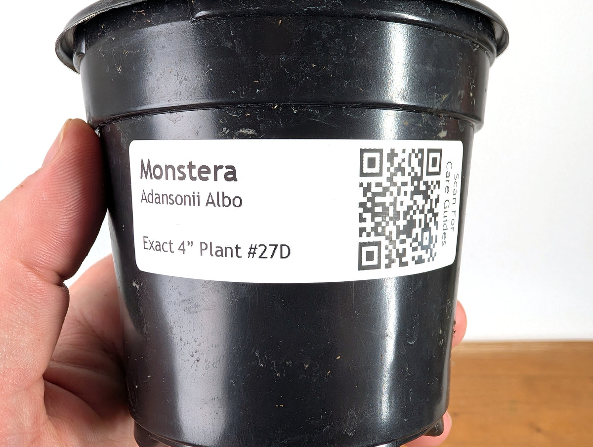 Monstera Adansonii Albo - Exact Plant in 4" Pot - #27D