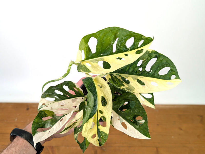 Monstera Adansonii Albo - Exact Plant in 4" Pot - #27D