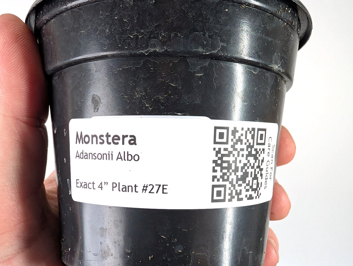 Monstera Adansonii Albo - Exact Plant in 4" Pot - #27E