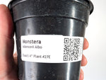 Monstera Adansonii Albo - Exact Plant in 4" Pot - #27E
