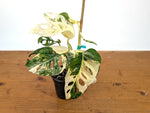 Monstera Adansonii Albo - Exact Plant in 4" Pot - #27E