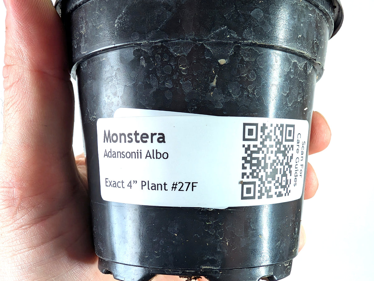Monstera Adansonii Albo - Exact Plant in 4" Pot - #27F