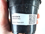 Monstera Adansonii Albo - Exact Plant in 4" Pot - #27F